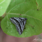 Banded Digrammia