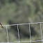 Barn Swallow