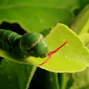 common mormon [caterpillar]