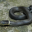 Ring-necked Snake