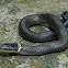 Ring-necked Snake