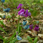 Spring vetchling / Пролетно секирче