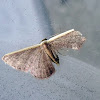 Wave moth