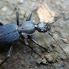 Escarabajo tierra
