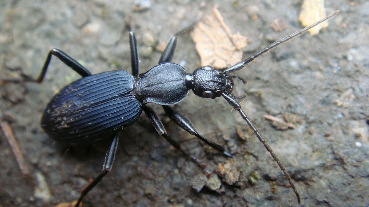 Escarabajo tierra