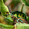 Lychee Shield Bug/Jewel Bug
