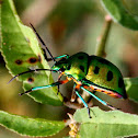 Lychee Shield Bug/Jewel Bug