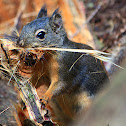 Douglas Squirrel