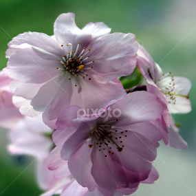 Blosom by Ralph Harvey - Flowers Tree Blossoms