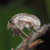 Cicada moult