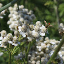 Yarrow