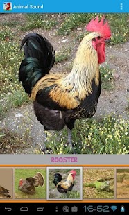 Animal Sound Screenshots 0