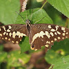 Citrus Swallowtail