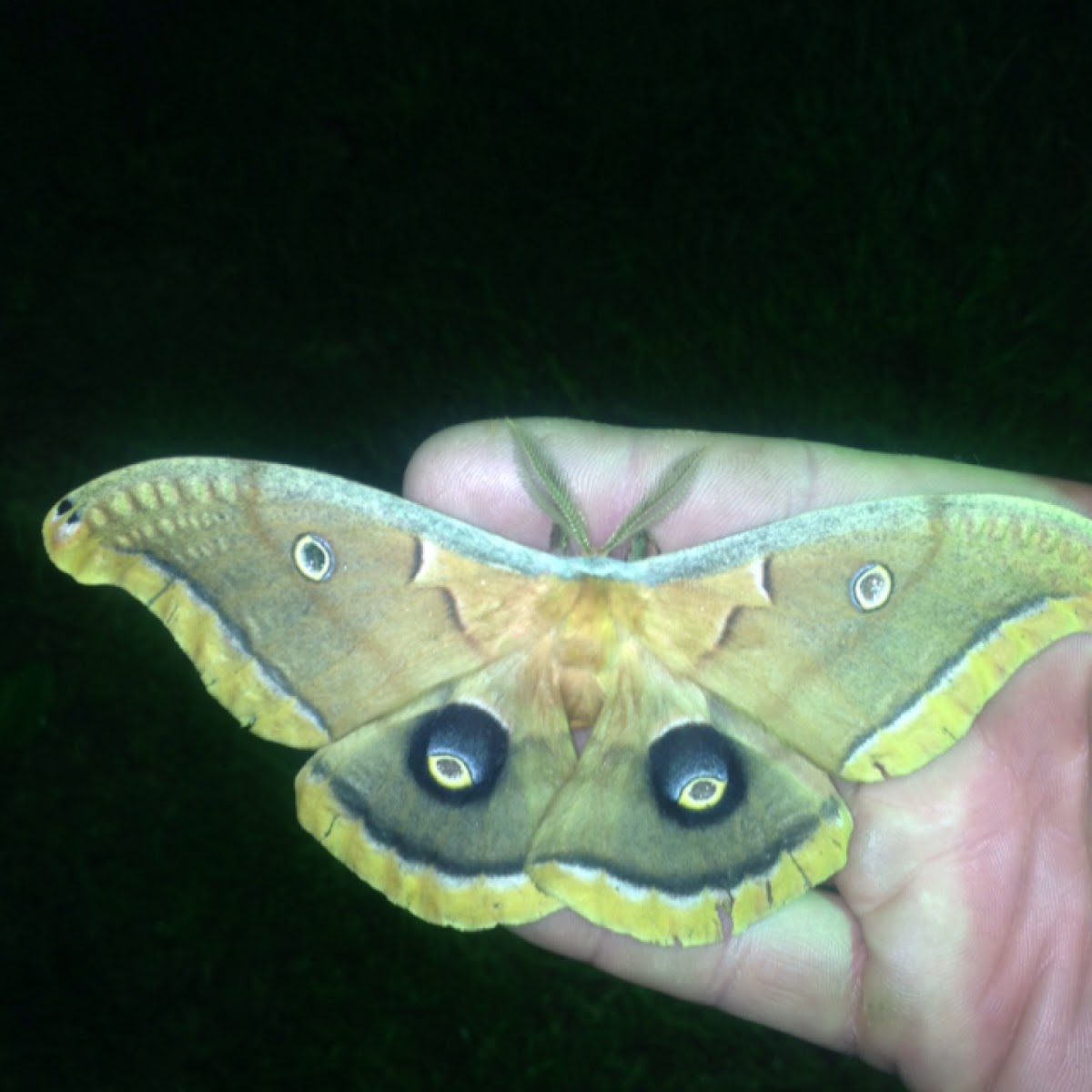 Polyphemus moth