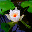 Water lily ( white )