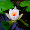 Water lily ( white )