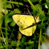 Southern Dogface Sulphur Butterfly