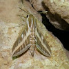 Striped Hawk-moth