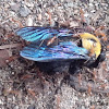 Carpenter bee and ants