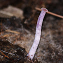 Lacaria Amethyste