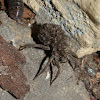 Little Striped Wolf Spider with babies