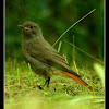 Black Redstart (Phoenicurus ochruros)