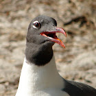 Laughing Gull