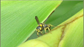 13 Reviews Backyard Synonym