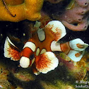 Harlequin Sweetlips (juvenile)