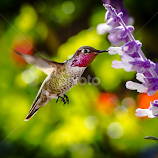 Hummingbird 4200 by Ken Wade -  