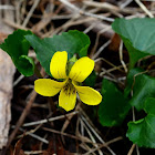 Common Yellow Violet