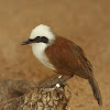 White -Crested Laughing Thrush 