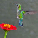 Blue-Tailed Emerald Hummingbird