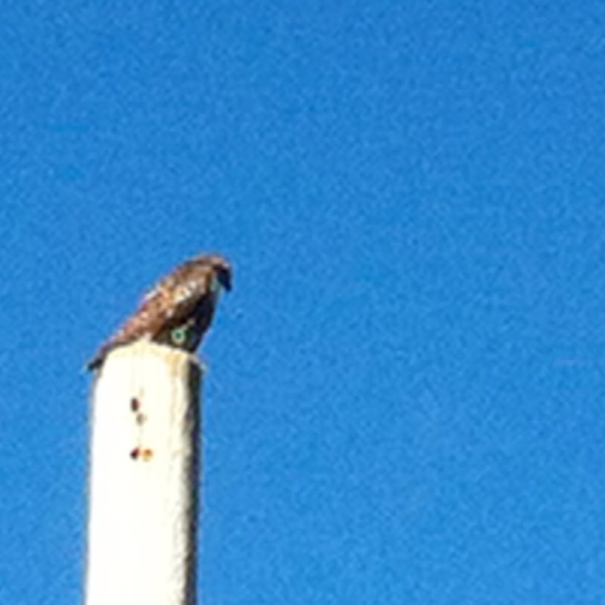 Red Tailed Hawk