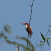 White throated-kingfisher