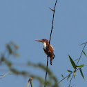 White throated-kingfisher