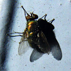 Common Greenbottle Blowfly