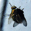 Common Greenbottle Blowfly