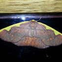Nothomiza Moth Female