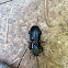 Patent-leather beetle