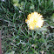 Yellow spiky Dahlia