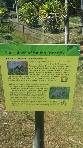 Tortoises of South America