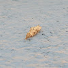 Large White butterfly pupa (Πιερίς του λαχάνου)
