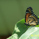 Monarch Butterfly