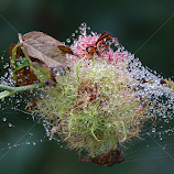 Robin's Pincushion Gall by Chrissie Barrow -  