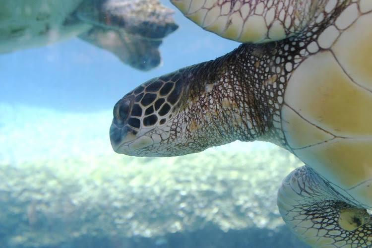 A sea turtle in Maui. The Maui Ocean Center makes it easy to learn about the ecology of marine creatures in Hawaii. 