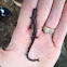 California salamander