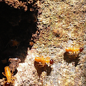 Soldier termite
