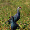 purple swamp hen