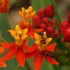 Mexican butterfly weed